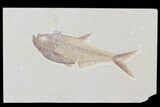 Diplomystus Fossil Fish - Wyoming #81419-1